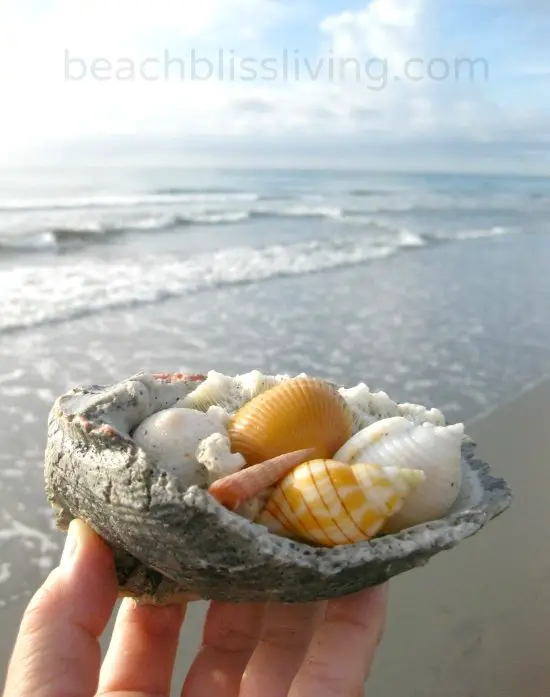 Shelling in Delray Beach