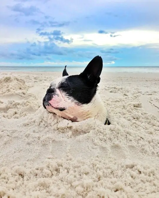 Dog in Sand