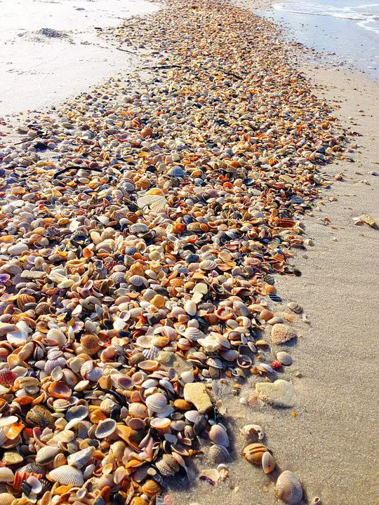 Shells Cape San Blas FL