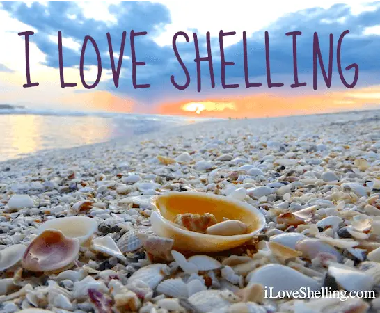 Sanibel Island FL – The World's Best Shelling Beaches