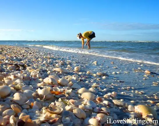 Sanibel Stoop