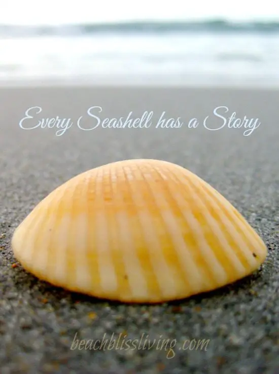 Seashell Quote