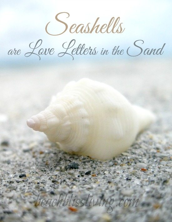 Seashells are Love Letters in the Sand