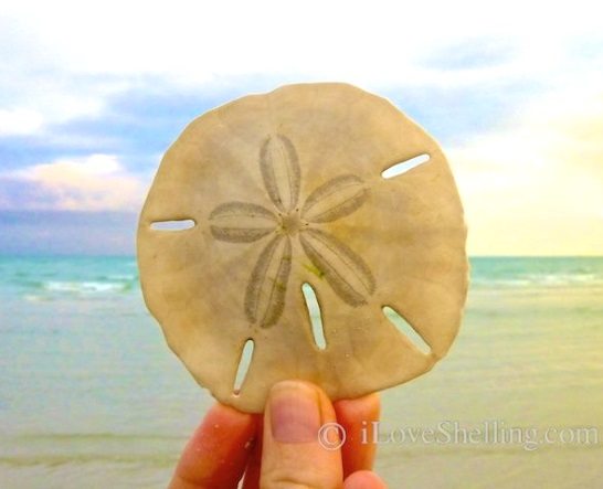 Sanibel Island FL – The World's Best Shelling Beaches