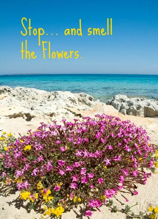 Formentera Beach with Flowers