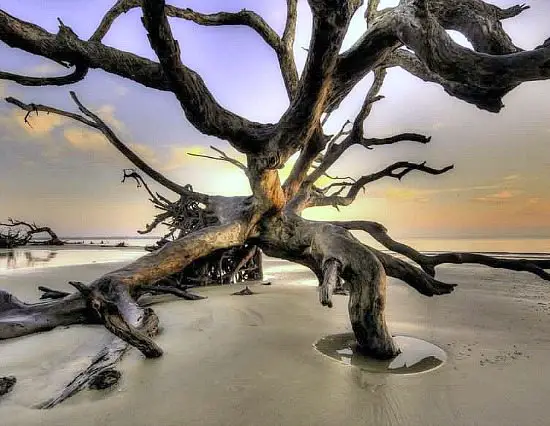 Jekyll Island Driftwood Beach Tree