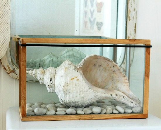 Shell Decor in Glass Box