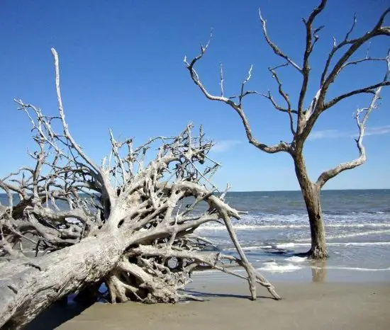 Tree Boneyard Beach