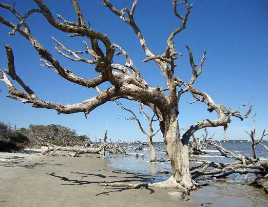 Tree Boneyard Driftwood Beach