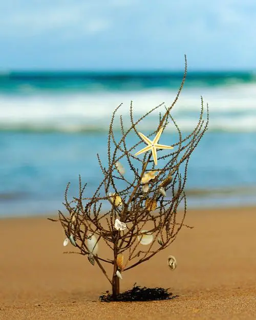 Tumble Weed Christmas Tree on the Beach