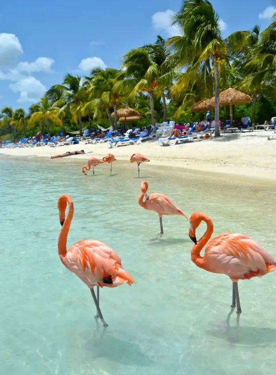 Flamingo Beach Aruba