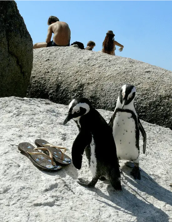 Penguins on Boulders Beach in South Africa