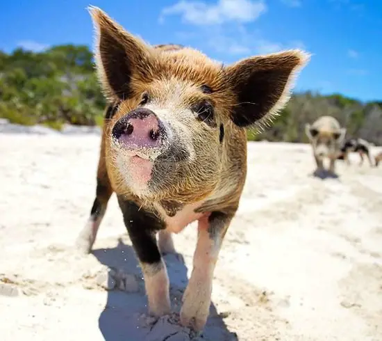 Pigs on Beach in the Bahamas