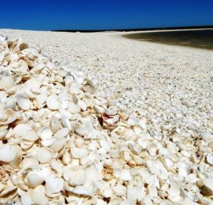 Sea Shell Beach