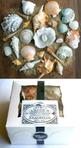 Seashell Chocolate Candy Gift