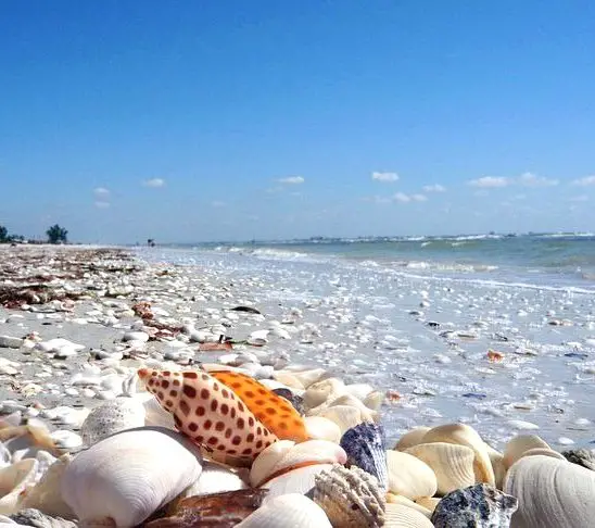 Sanibel de conchas de Junonia