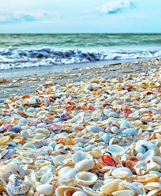 Conchas de la isla de Sanibel en la playa