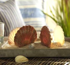 Scallop Shell Candles