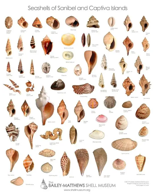 Sanibel Shell Museum